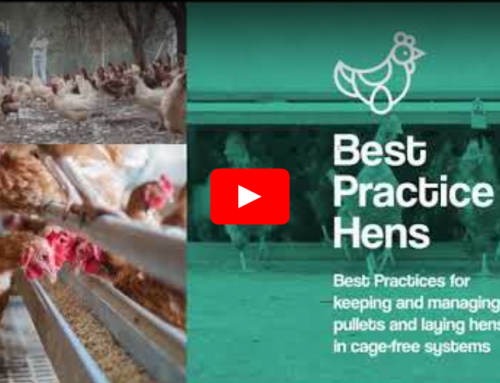 Best Practice Hens – Introductie video